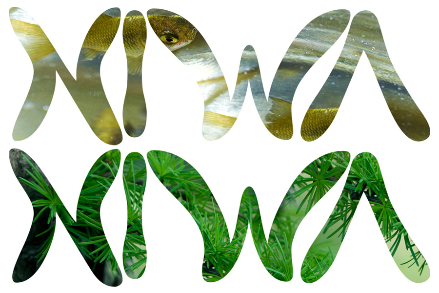 grafický dizajn - webstránky - reklamné banery - logá